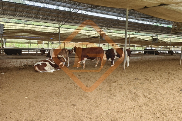 怎樣用牛糞做有機(jī)肥?牛糞有機(jī)肥肥料生產(chǎn)設(shè)備有哪些?