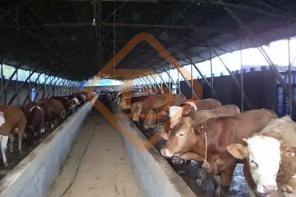 養(yǎng)牛場牛糞如何處理?牛糞這樣處理，環(huán)保部門也鼓勵你養(yǎng)牛